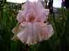 Organza Pink
