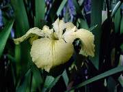 Yellow Butter is one of my seedlings